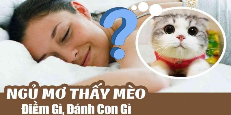 Nằm mơ thấy con mèo đánh số gì chuẩn xác