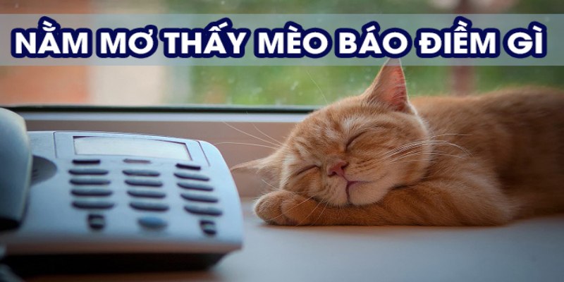 Mơ Thấy Con Mèo Đánh Số Gì Để Chắc Thắng Trò Cược Lô Đề